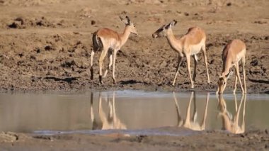 Impala antilop içme
