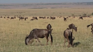 oynak wildebeest