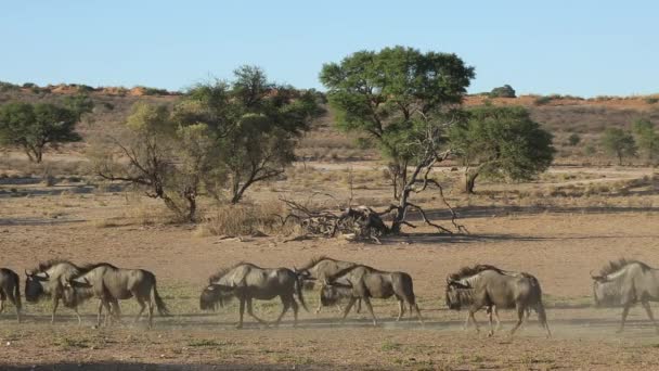 Blaue Gnus auf Wanderschaft — Stockvideo