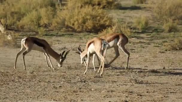 Fighting springbok antiloper — Stockvideo