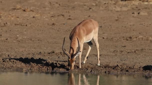 Impala antiloper dricka — Stockvideo