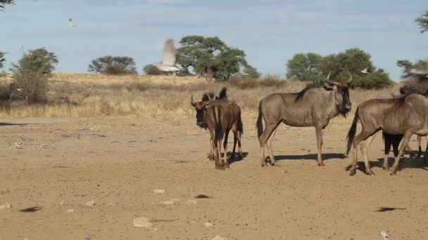 Γκνου (wildebeest) και φέρουν περιστέρια — Αρχείο Βίντεο