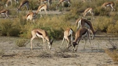 Springbok antilop mücadele