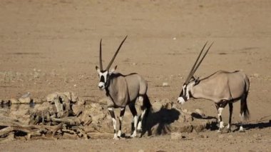 Gemsbok antilop