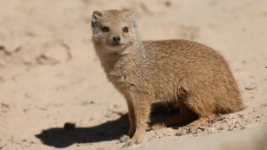 Sarı Firavun faresi