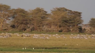 Zebralar ve otlatma wildebeest