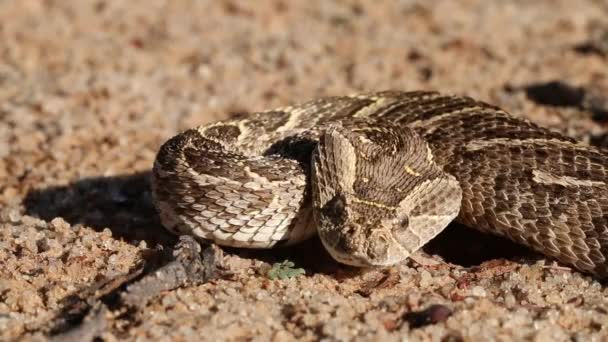 Defensieve puff adder — Stockvideo