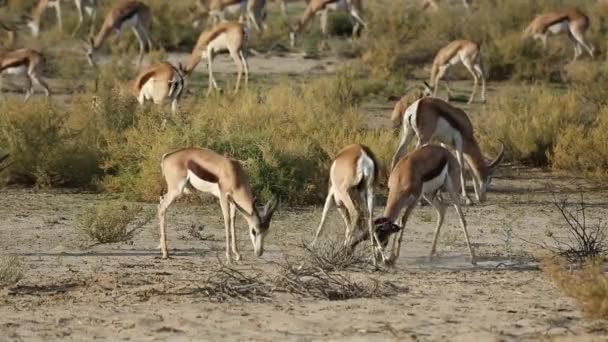 Lucha contra los antílopes springbok — Vídeos de Stock