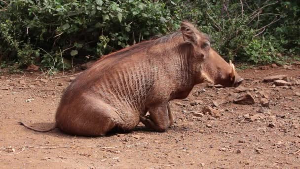 令人放松的疣猪—— 库存视频© EcoPic #42702343
