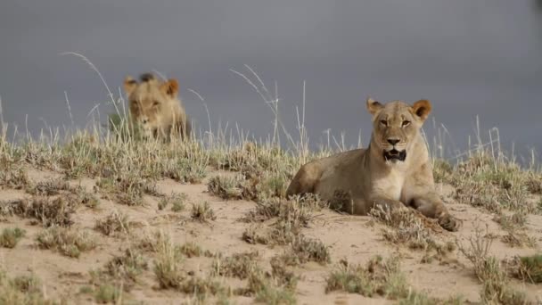 Leones africanos — Vídeo de stock