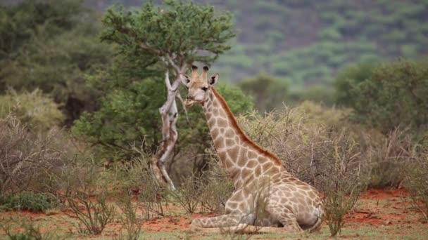 Giraffe відпочиває — стокове відео