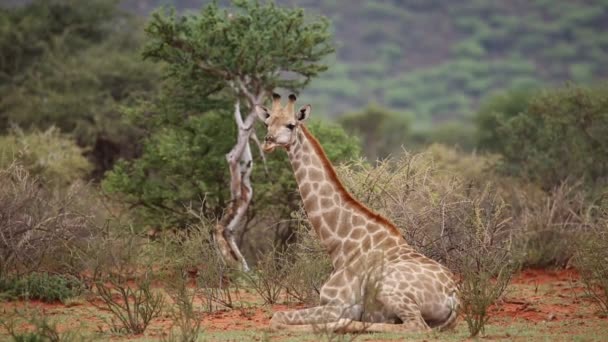 Jirafa descansando — Vídeo de stock