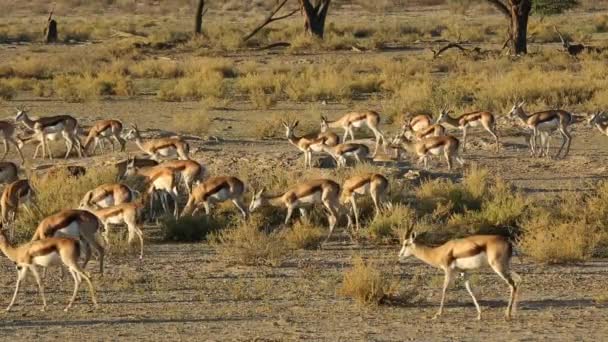 Springbok antelopes feeding — Stock Video