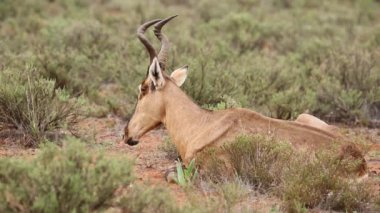Kırmızı hartebeest ruminating
