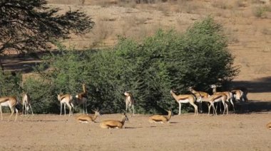 springbok antilop besleme