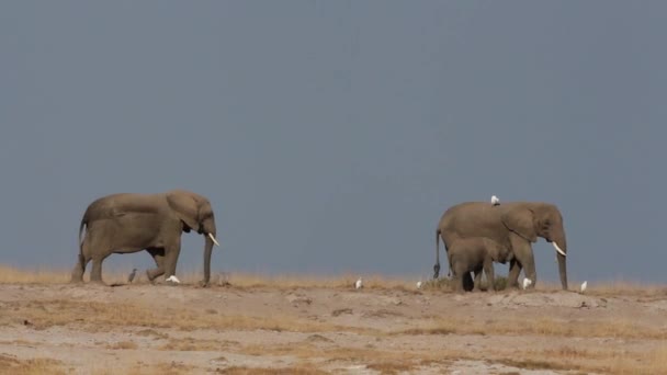 African elephants against blue sky — Stock Video