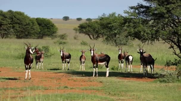 Antilopy bonteboku — Stock video
