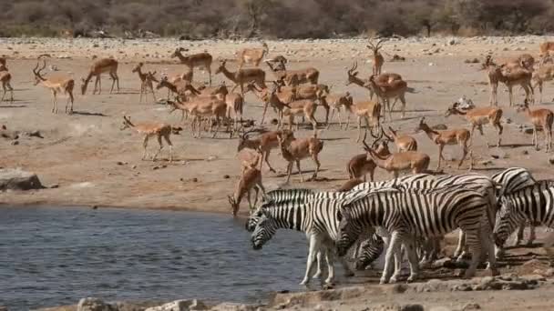 Buraco de água de Etosha — Vídeo de Stock