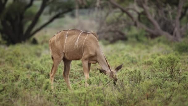 Koedoe antelope voeding — Stockvideo