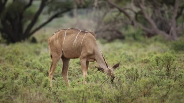 Alimentación del antílope Kudu — Vídeos de Stock