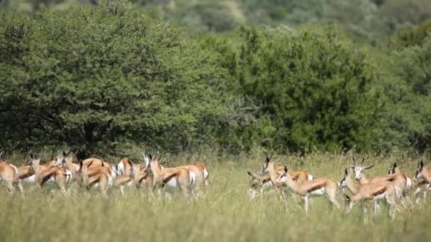 Mandria di antilopi Springbok — Video Stock