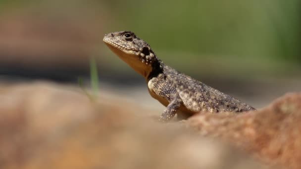 Agama terrestre — Vídeo de stock