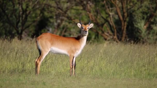 Antilechwe rouge 