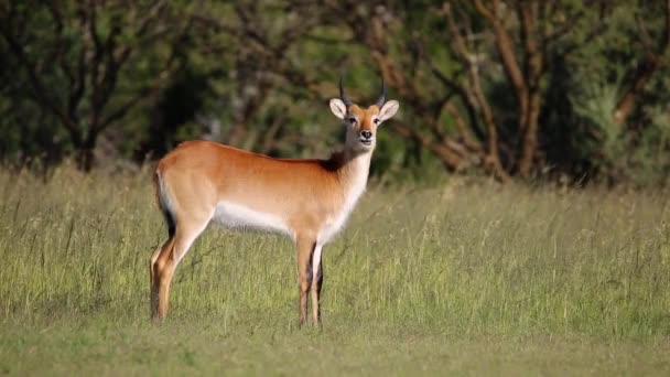 红色 lechwe 羚羊 — 图库视频影像