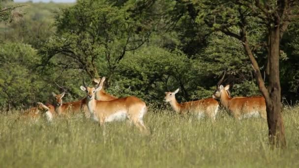 Red lechwe antelopes — Stock Video