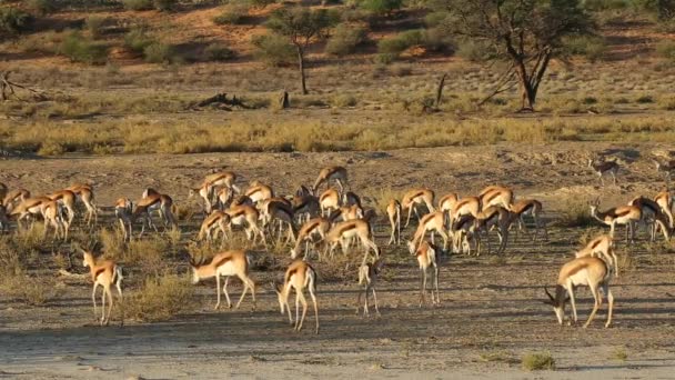 Springbok antelopes feeding — Stock Video