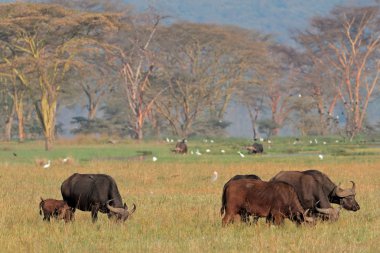 African buffaloes with egrets clipart