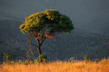 Afrika peyzaj