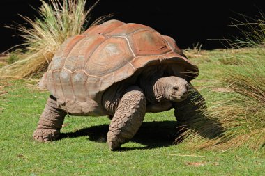 Galapagos tortoise clipart
