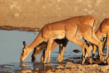 Impala antelopes at waterhole clipart