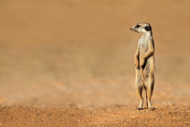 meerkat tetikte