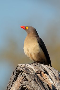 Red-billed oxpecker clipart