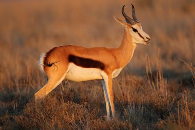 Springbok antilop