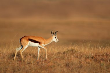 Springbok antilop