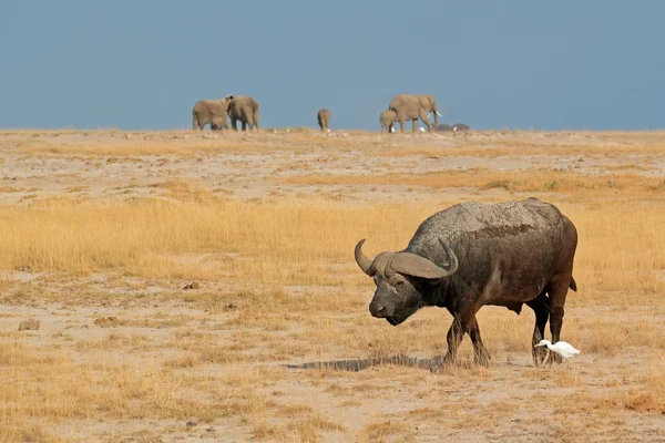 Búfalo africano —  Fotos de Stock