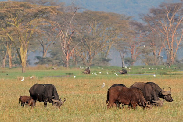 African buffaloes with egrets