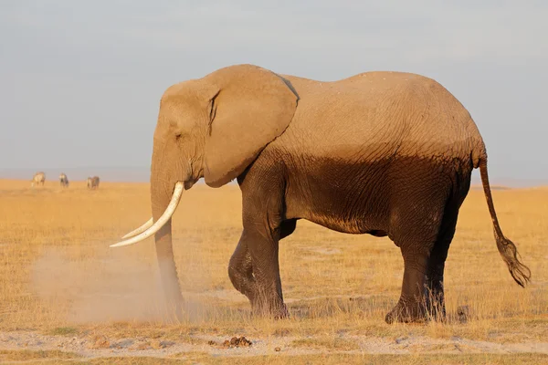 Slon africký — Stock fotografie