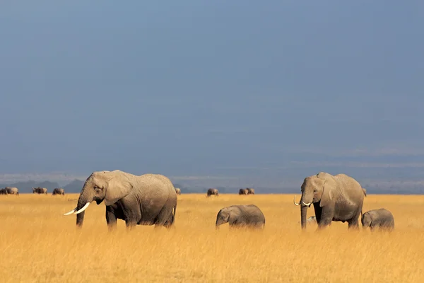 African elephants in grassland — Stock Photo, Image