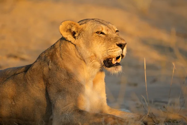 Aggressive lioness — Stock Photo, Image