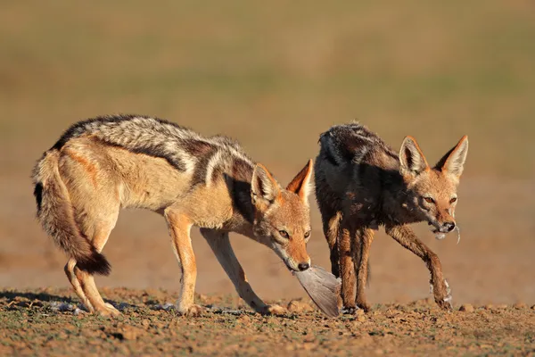 Black-backed schakaler äta duva — Stockfoto