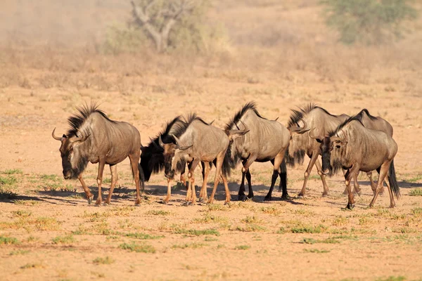 Gnus azuis — Fotografia de Stock