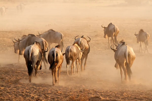 Blue wildebeest in dust — Stock Photo, Image