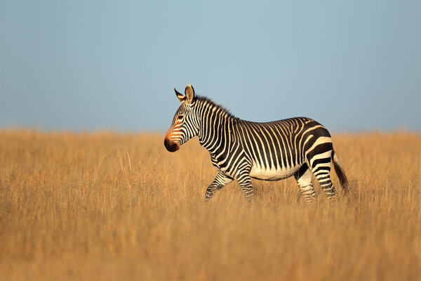 Cape Mountain Zebra (Equus zebra), Mountain Zebra National Park, South Afric