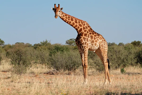 Giraffe stier — Stockfoto