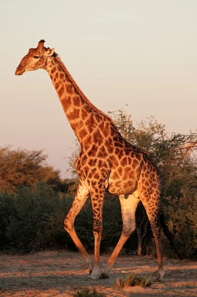 Giraff bull — Stockfoto