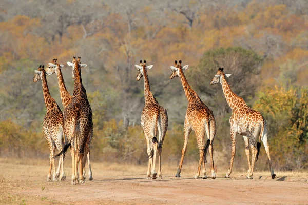 Giraffe стада — стокове фото